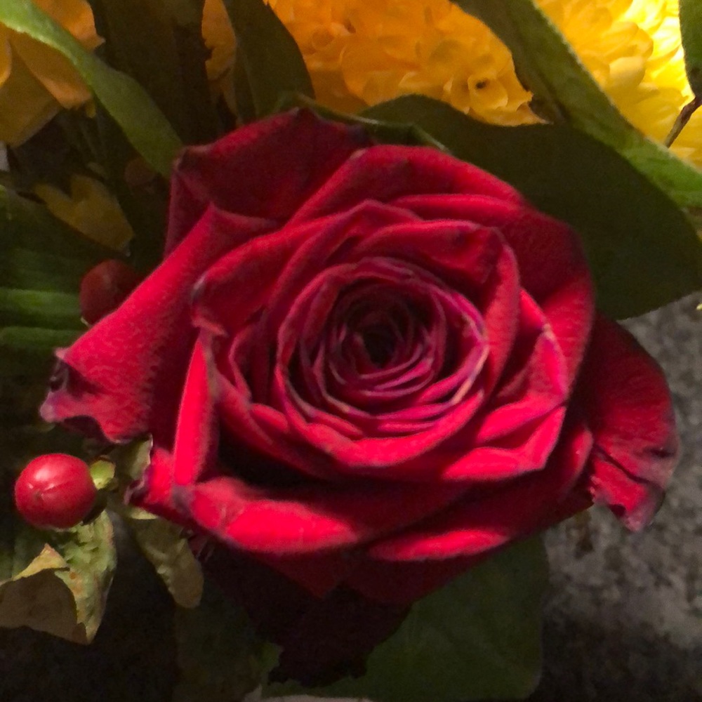 Meet your Posher, Morgan